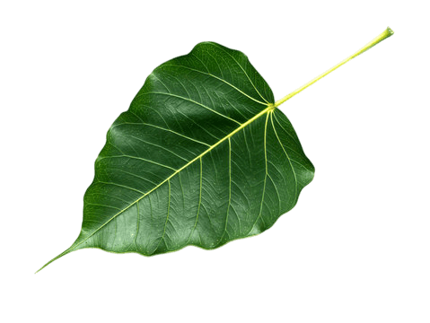 পিপুল